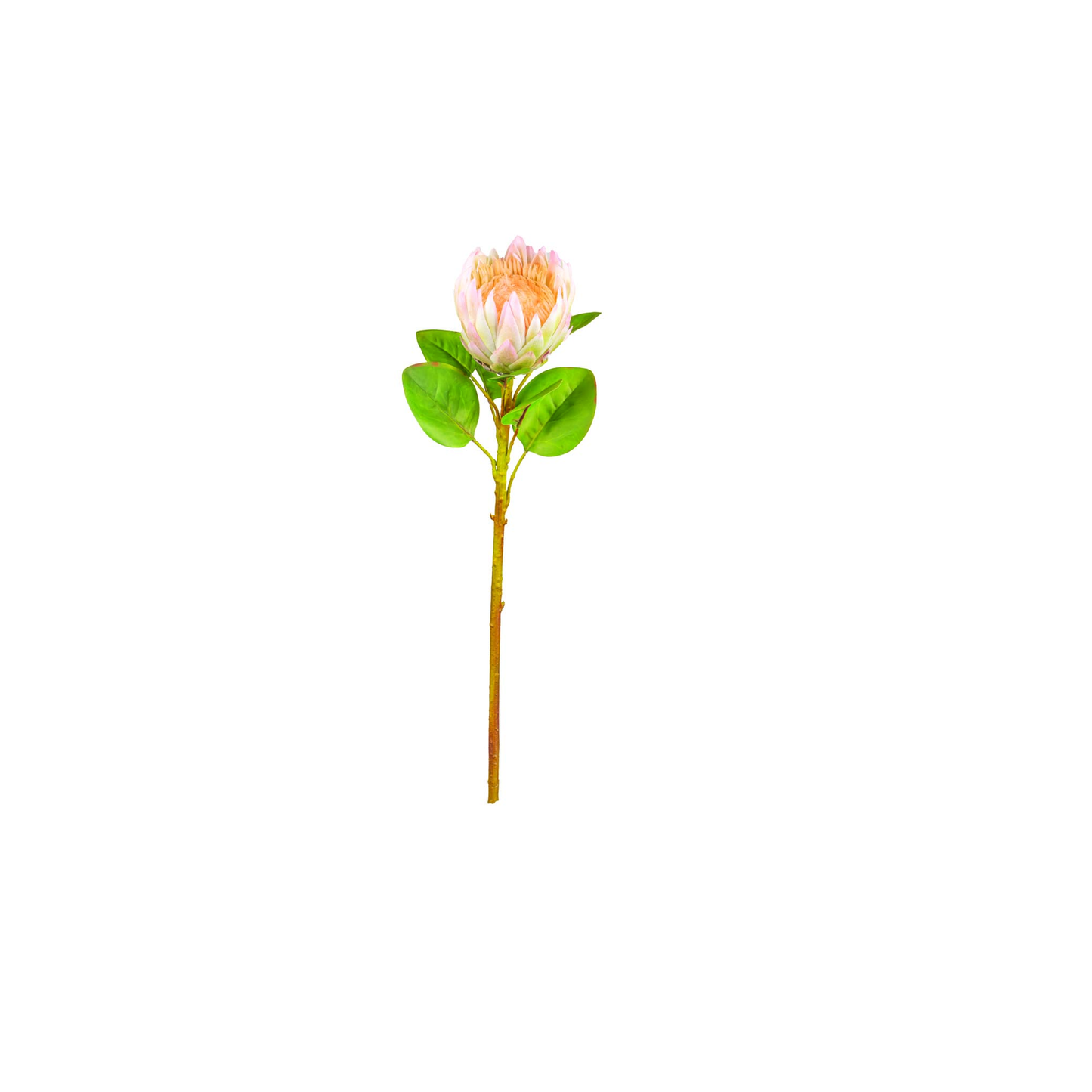 TIGE DE PROTEA