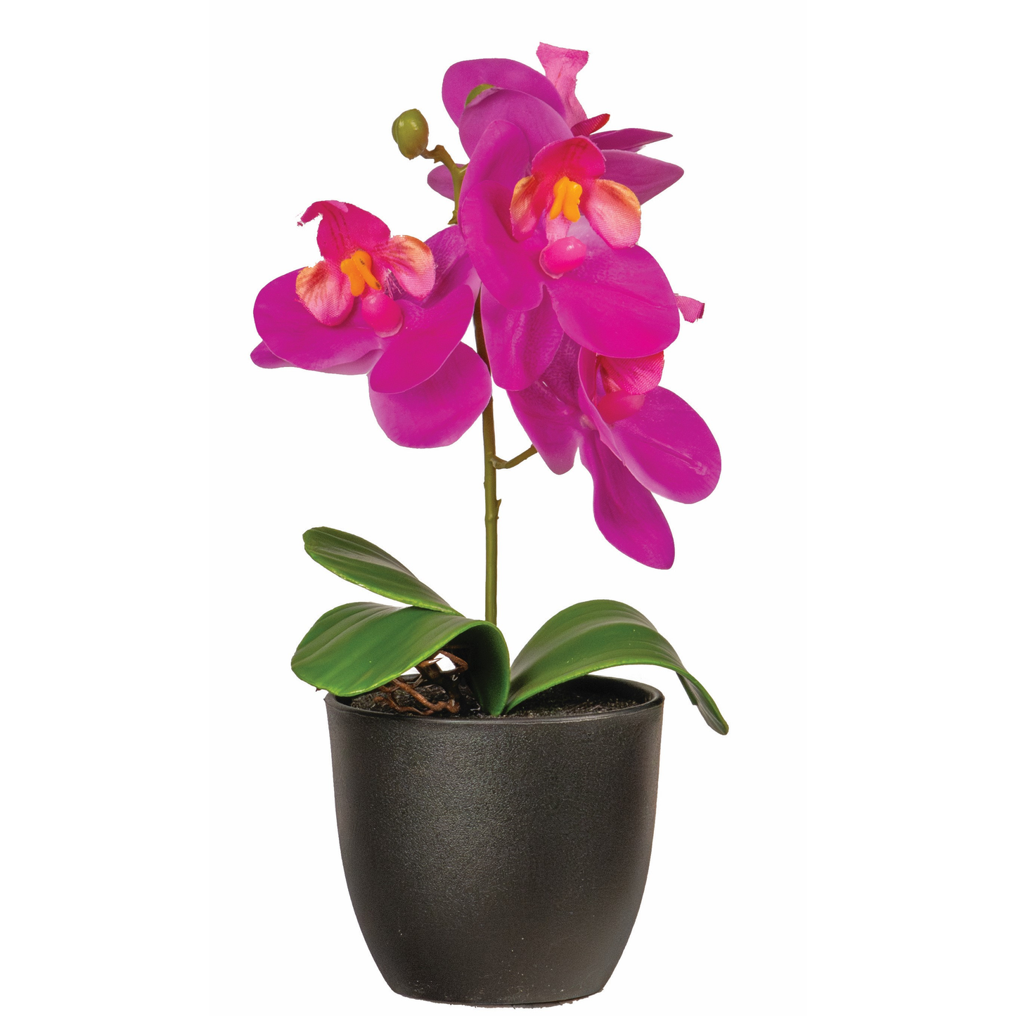 PETITE ORCHIDEE