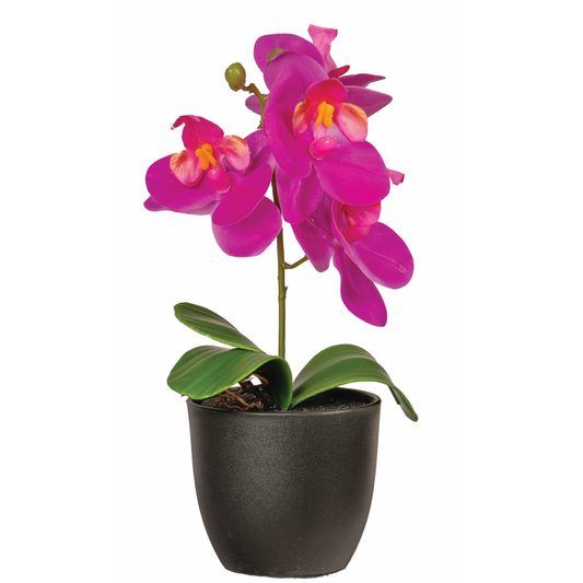 PETITE ORCHIDEE