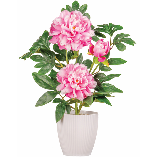 POT BLANC DENTELE DE PIVOINES-