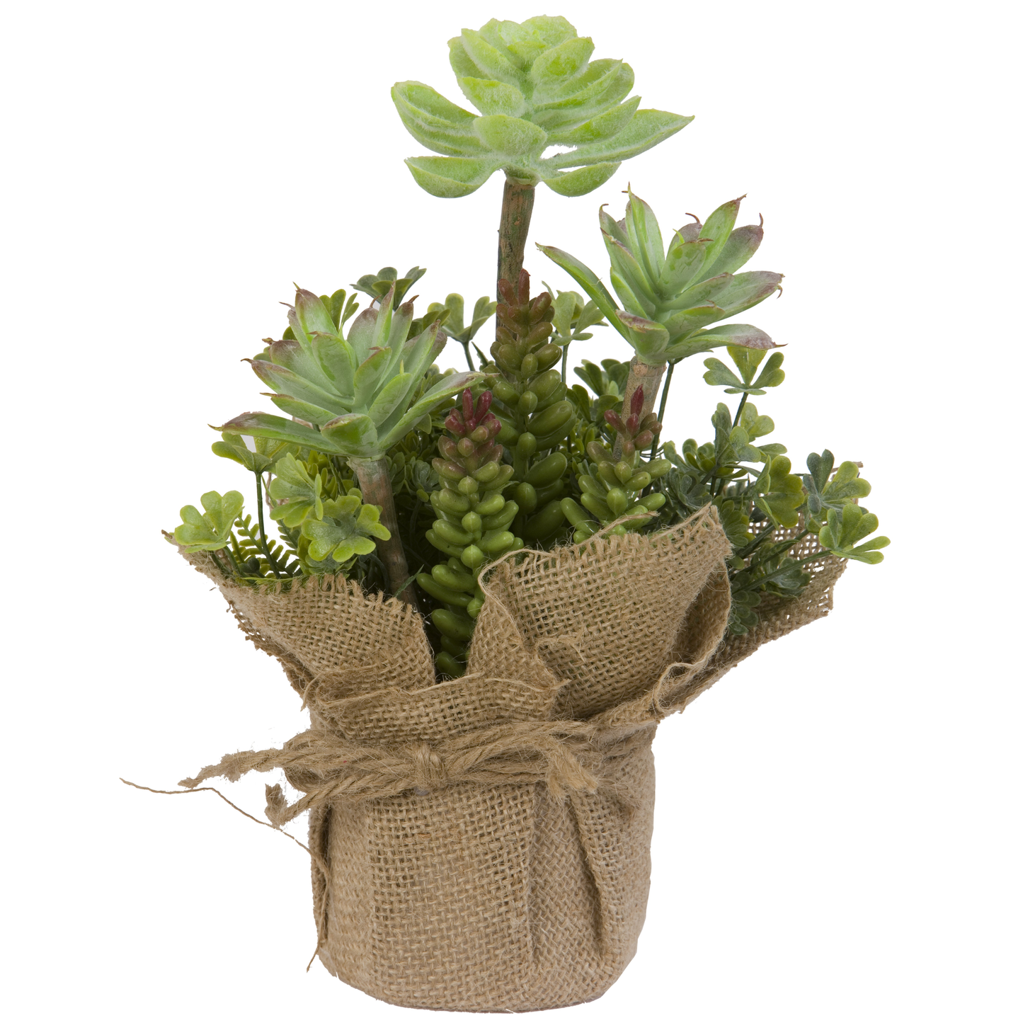 CACTEES DANS SON SAC DE JUTE