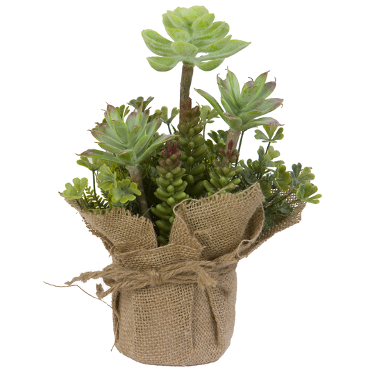 CACTEES DANS SON SAC DE JUTE