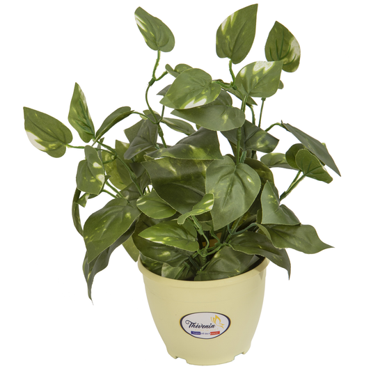 POT COLORE DE PLANTES