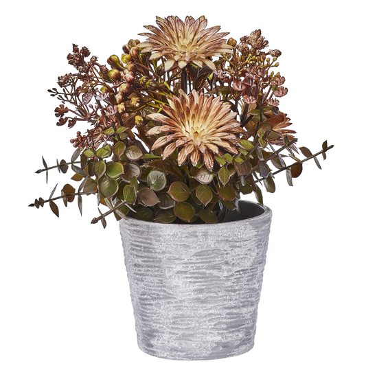 POT DE SUCCULENTES ET IMMORTELLES