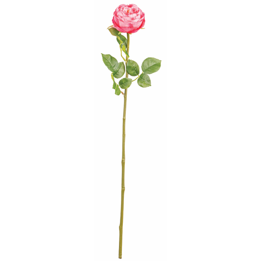 TIGE DE ROSE A THE