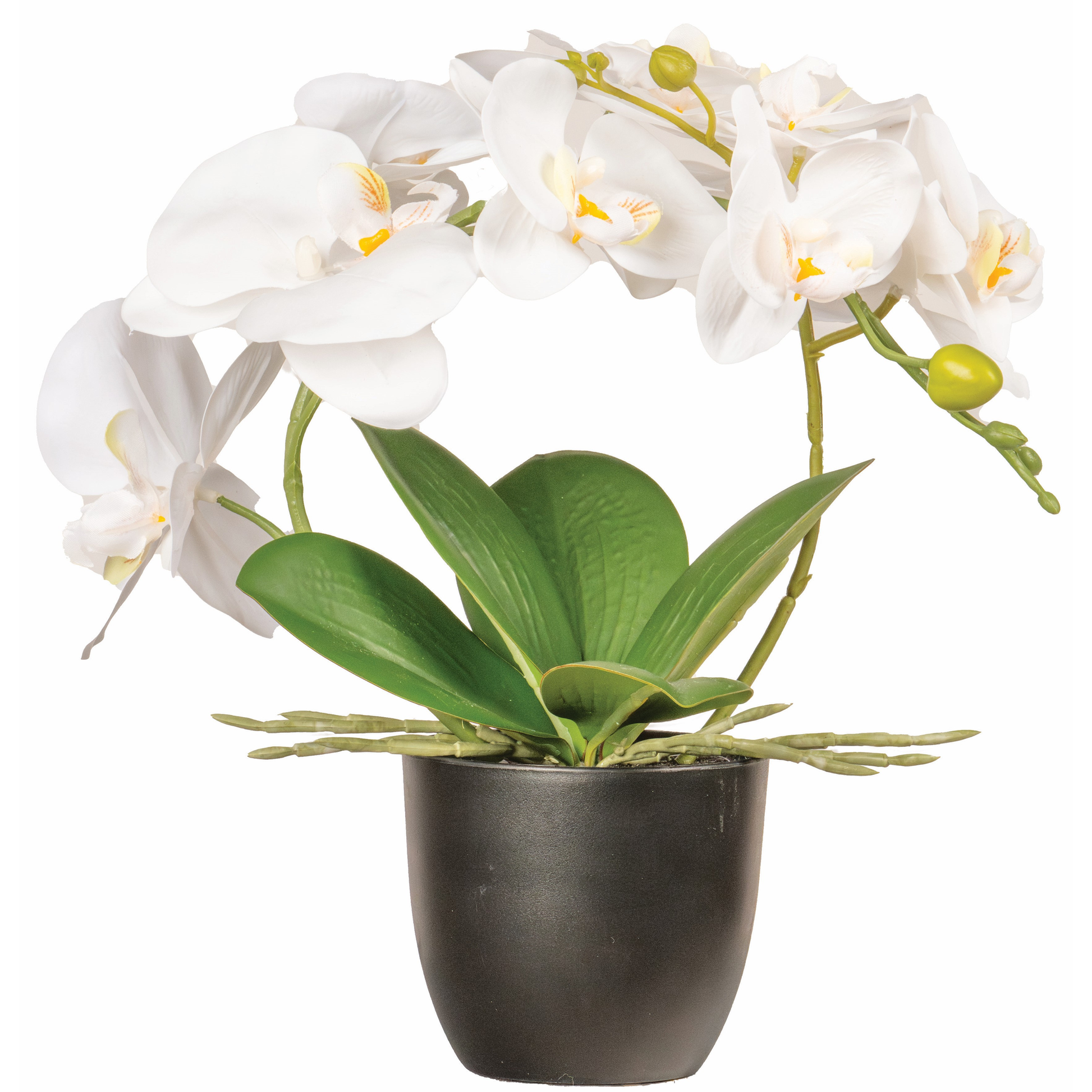 ORCHIDEE BLANCHE DANS POT NOIR