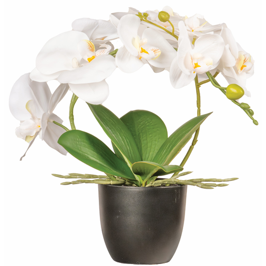 ORCHIDEE BLANCHE DANS POT NOIR