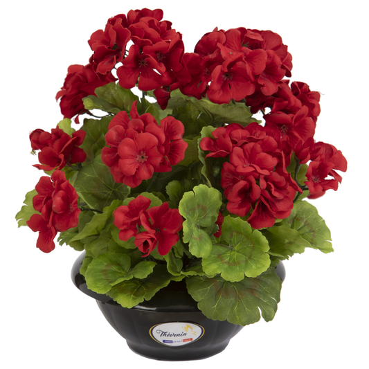 COUPE DE GERANIUMS