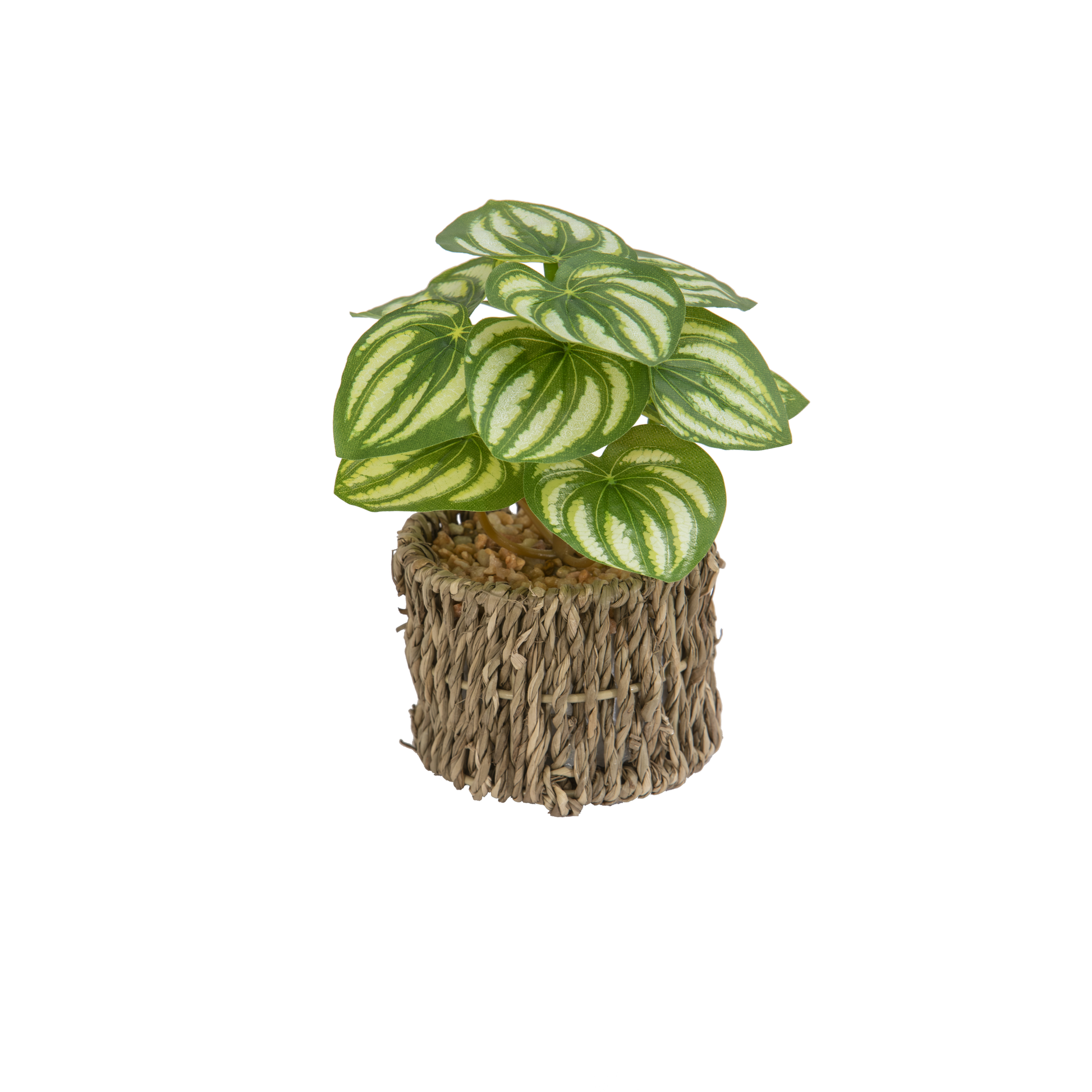 PLANTE GRASSE DANS VANNERIE